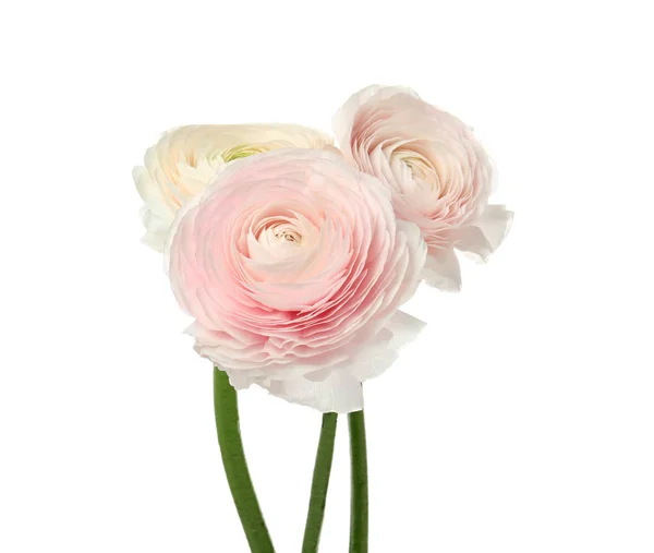 Vackra vårranunculus-blommor isolerade på vitt — Stockfoto