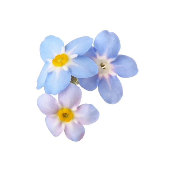 Erstaunliche Frühling vergiss-mich-nicht Blumen auf weißem Hintergrund — Stockfoto