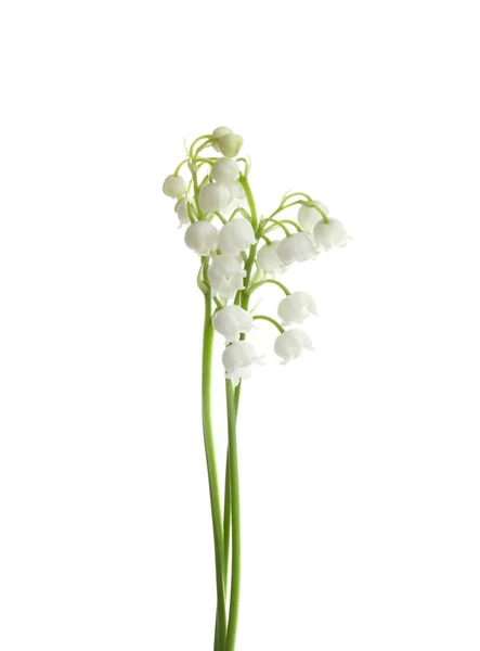 白い背景に谷の花の美しい香りのユリ — ストック写真