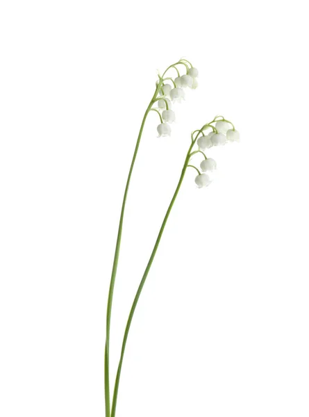 Lírio perfumado bonito das flores do vale sobre fundo branco — Fotografia de Stock