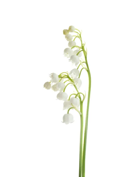 Lírio perfumado bonito das flores do vale sobre fundo branco — Fotografia de Stock