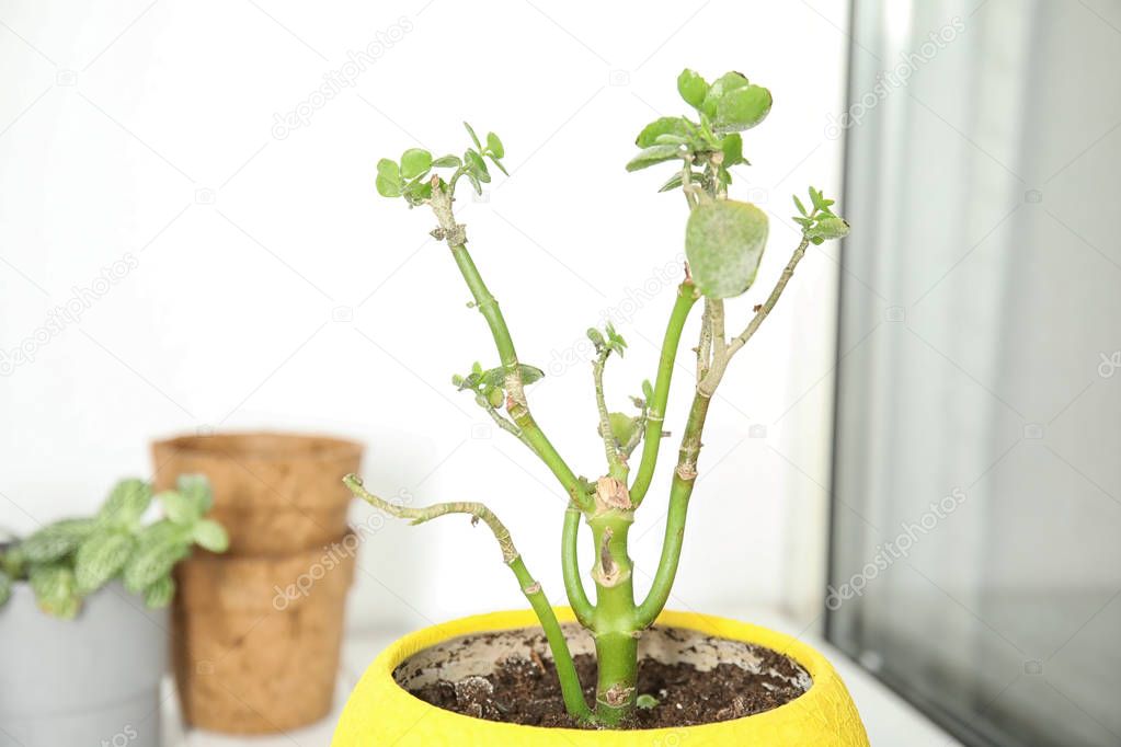 Pot with sick home plant on blurred background, closeup