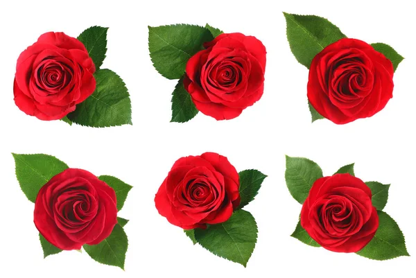 Set di belle rose rosse teneri con foglie su sfondo bianco, vista dall'alto — Foto Stock