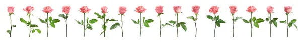 Conjunto de belas rosas rosa macias no fundo branco. Design de banner — Fotografia de Stock
