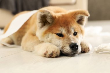 Sevimli akita inu köpek yavrusu kapalı yerde yatan
