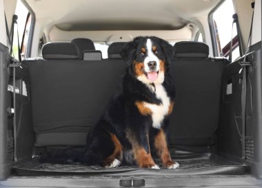 Araba bagajında Bernese dağ köpeği, metin için alan