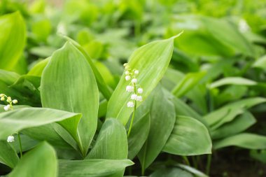 Arka plan olarak vadinin güzel kokulu zambak