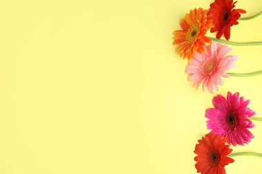 Renk arka plan üzerinde güzel parlak gerbera çiçekleri ile Düz yatıyordu kompozisyon. Metin için alan