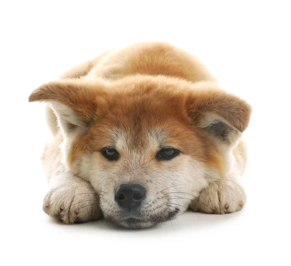 Carino akita inu cucciolo isolato su bianco — Foto Stock