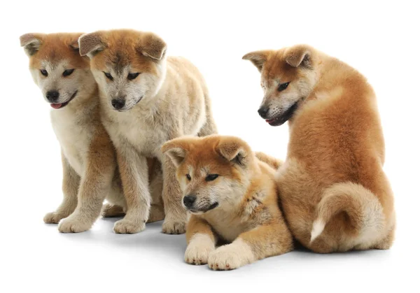 Bonito filhotes akita inu isolados em branco — Fotografia de Stock