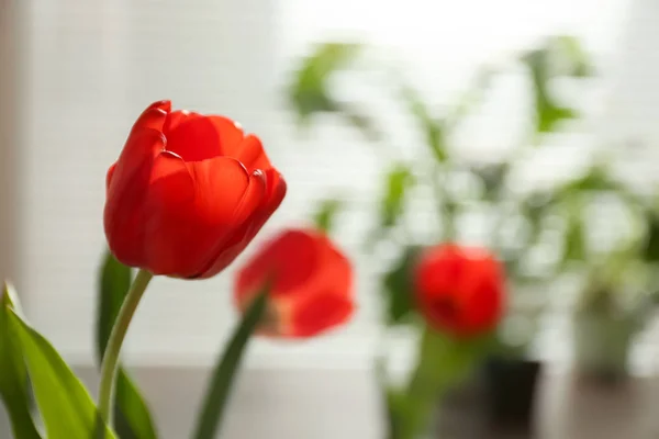 Hermoso tulipán y vista borrosa de la ventana con persianas en el fondo. Espacio para texto — Foto de Stock