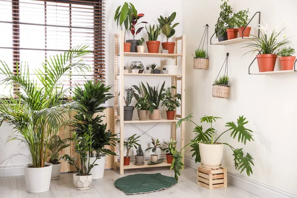 Стильный интерьер комнаты с различными домашними растениями — стоковое фото