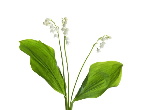 Όμορφο ευωδιαστό κρίνος της κοιλάδας λουλούδια σε λευκό φόντο — Φωτογραφία Αρχείου