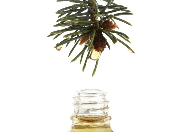 Essential oil dropping from pine branch into little bottle on white background — Stock Photo, Image