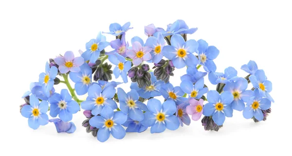 Geweldige lente Forget-me-not bloemen op witte achtergrond — Stockfoto