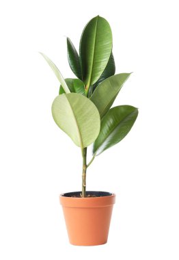 Beautiful rubber plant in pot on white background. Home decor clipart