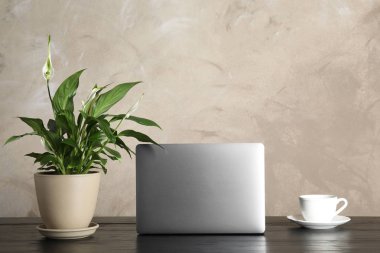 Spathiphyllum bitki, dizüstü bilgisayar ve renk arka plan, metin için alan karşı masada fincan. Ev dekorasyonu