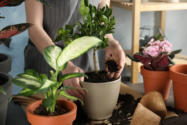 Женщина пересаживает домашнее растение в новый горшок за столом, крупным планом — стоковое фото