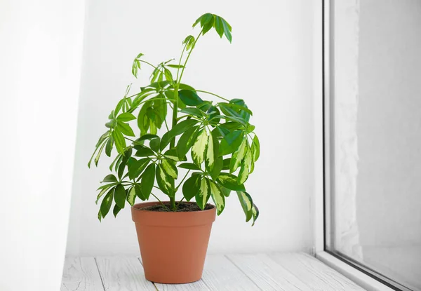 Indah schefflera tanaman pada ambang jendela. Dekorasi rumah — Stok Foto