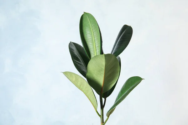 Beautiful rubber plant on light background. Home decor
