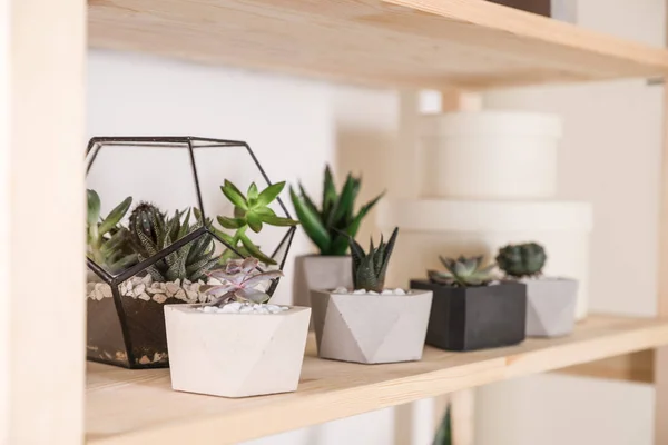Diverse piante domestiche su scaffale in legno, spazio per il testo. Elemento di design interno — Foto Stock