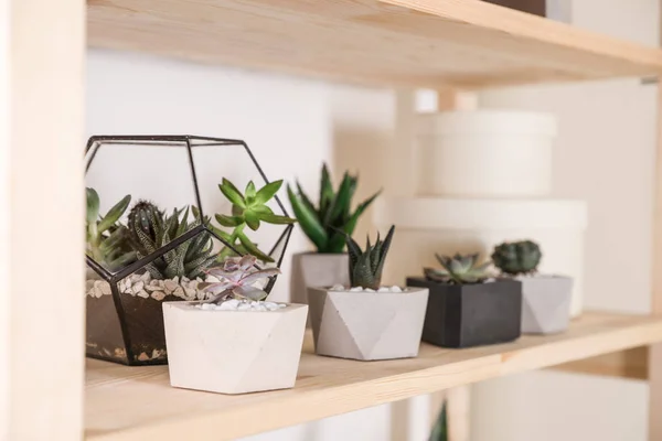 Plantas de casa diferentes na prateleira de madeira, espaço para texto. Elemento de design interior — Fotografia de Stock