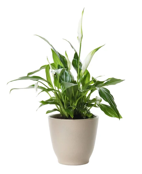 Pot with Spathiphyllum home plant on white background — Stock Photo, Image