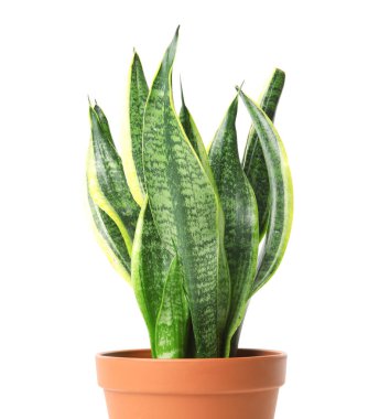 Beyaz arka planda esrar içinde güzel bir sansevieria bitkisi. Ev dekoru