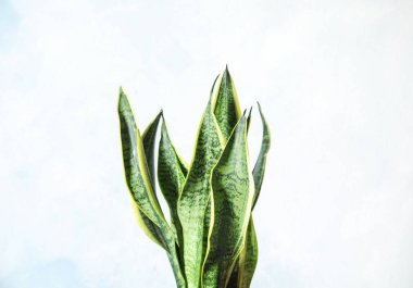 Hafif arka planda güzel sansevieria bitki. Ev dekorasyonu