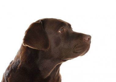 Beyaz arka planda çikolatalı labrador retriever. Sevimli evcil hayvan