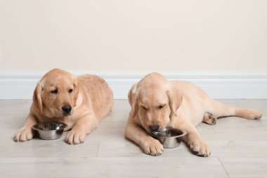 Cute yellow labrador retriever puppies with feeding bowls on floor indoors. Space for text clipart