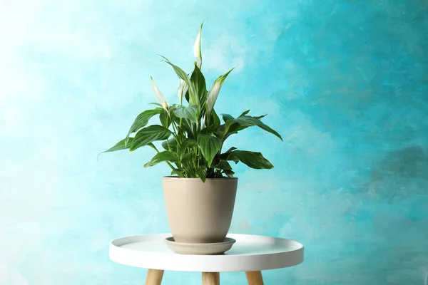 Spathiphyllum planta en maceta en la mesa cerca de la pared de color. Decoración del hogar — Foto de Stock