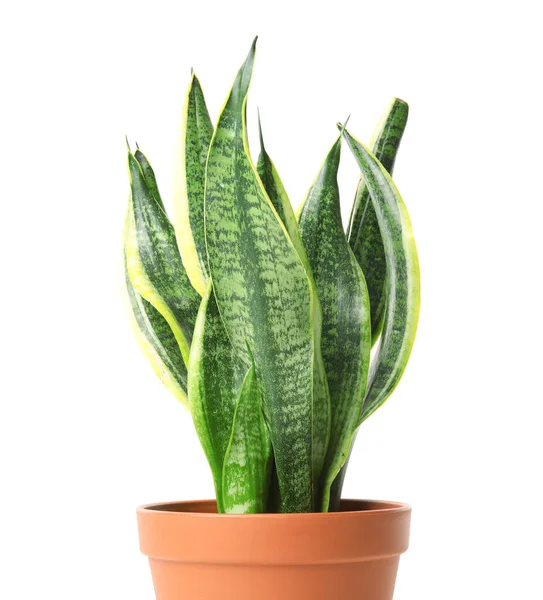 Hermosa planta de sansevieria en maceta sobre fondo blanco. Decoración del hogar — Foto de Stock