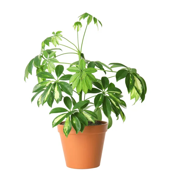 Bonita planta schefflera em vaso no fundo branco. Decoração de casa — Fotografia de Stock