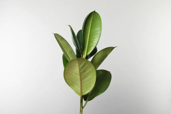 Beautiful rubber plant on white background. Home decor