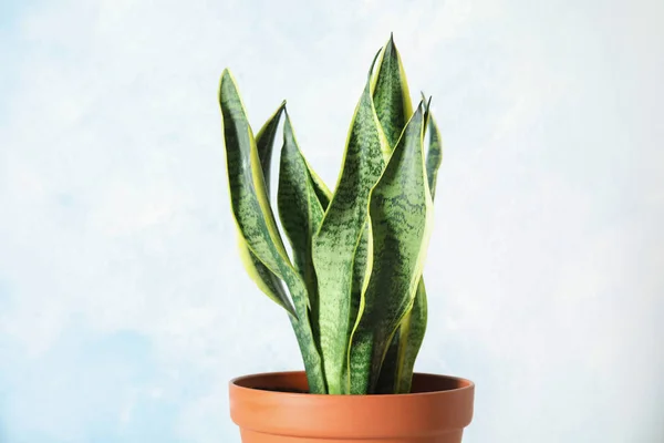 Beautiful potted sansevieria plant on light background. Home decor — Stock Photo, Image