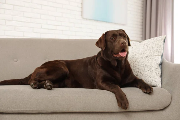 Czekolada Labrador Retriever na przytulny sofa w pomieszczeniu — Zdjęcie stockowe