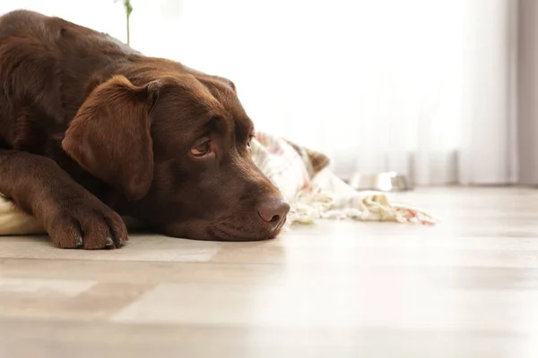 Chokolade labrador retriever på kæledyr pude indendørs - Stock-foto