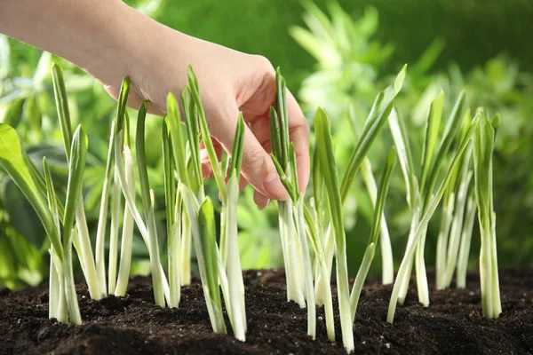 Mujer recogiendo ajo silvestre o ramson en el jardín, primer plano — Foto de Stock