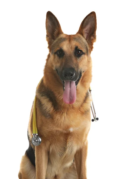 Lindo perro con estetoscopio como veterinario sobre fondo blanco — Foto de Stock