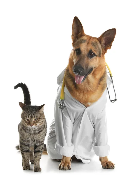 Kočka a pes se stetoskem oděný jako veterinář na bílém pozadí — Stock fotografie