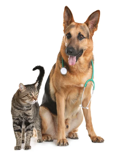 Gato e cão com estetoscópio como veterinário no fundo branco — Fotografia de Stock