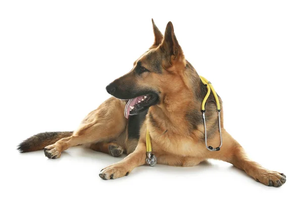 Chien mignon avec stéthoscope comme vétérinaire sur fond blanc — Photo