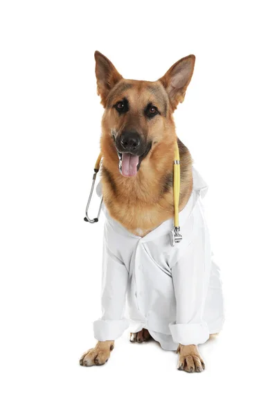 Roztomilý pejsek v uniformě s stetoskop jako veterinář na bílém pozadí — Stock fotografie