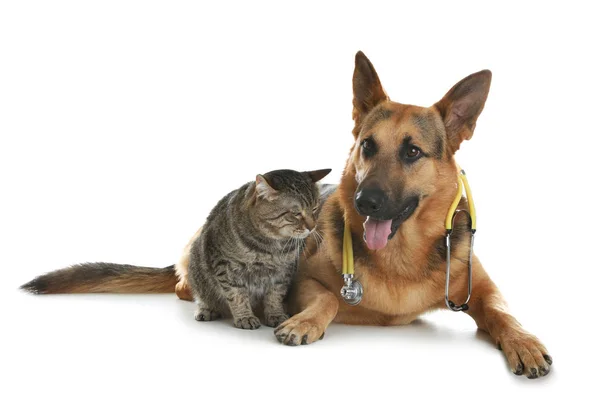 흰색 배경에 수의사로 청진기를 가진 고양이와 개 — 스톡 사진