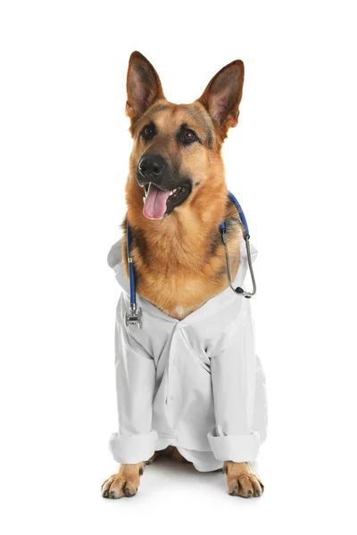 Cão bonito em uniforme com estetoscópio como veterinário no fundo branco — Fotografia de Stock