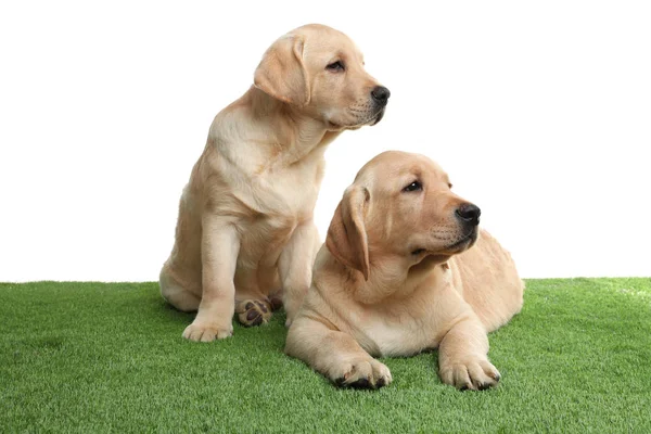 Lindos cachorros labrador retriever amarillos sobre césped artificial sobre fondo blanco — Foto de Stock