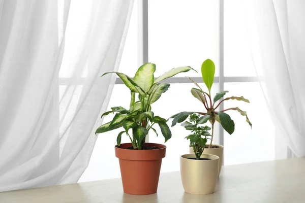 Verschiedene Pflanzen in Töpfen auf der Fensterbank. Wohnkultur — Stockfoto