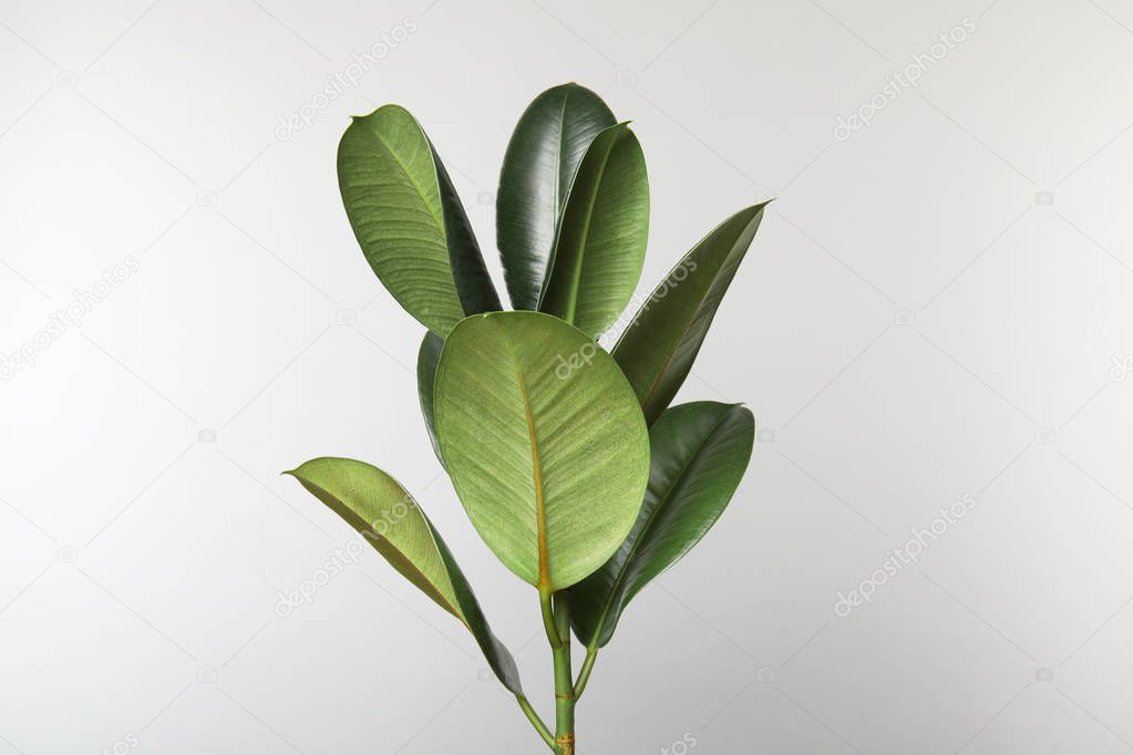 Beautiful rubber plant on white background. Home decor