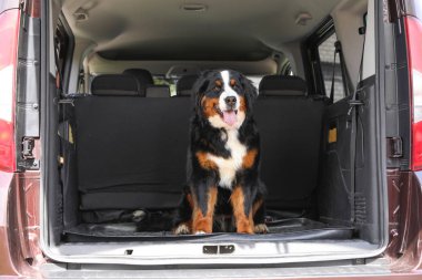 Araba bagajında Bernese dağ köpeği, metin için alan